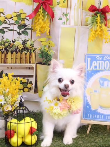 20240402シロくん